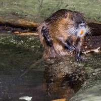 Coypu